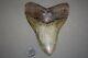 Megalodon Fossil Giant Shark Teeth All Natural Large 5.97 Huge Beautiful Tooth
