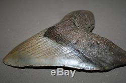 MEGALODON Fossil Giant Shark Teeth All Natural Large 5.97 HUGE BEAUTIFUL TOOTH