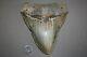 Megalodon Fossil Giant Shark Teeth All Natural Large 5.98 Huge Beautiful Tooth