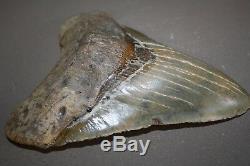 MEGALODON Fossil Giant Shark Teeth All Natural Large 5.98 HUGE BEAUTIFUL TOOTH