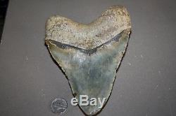 MEGALODON Fossil Giant Shark Teeth All Natural Large 5.98 HUGE BEAUTIFUL TOOTH