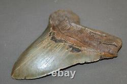MEGALODON Fossil Giant Shark Teeth All Natural Large 6.00 HUGE BEAUTIFUL TOOTH