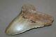 Megalodon Fossil Giant Shark Teeth All Natural Large 6.00 Huge Beautiful Tooth