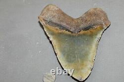 MEGALODON Fossil Giant Shark Teeth All Natural Large 6.00 HUGE BEAUTIFUL TOOTH