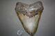 Megalodon Fossil Giant Shark Teeth All Natural Large 6.01 Huge Beautiful Tooth