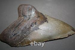 MEGALODON Fossil Giant Shark Teeth All Natural Large 6.01 HUGE BEAUTIFUL TOOTH