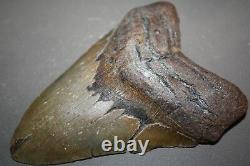 MEGALODON Fossil Giant Shark Teeth All Natural Large 6.01 HUGE BEAUTIFUL TOOTH