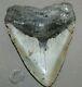 Megalodon Fossil Giant Shark Teeth All Natural Large 6.02 Huge Beautiful Tooth