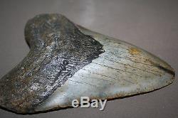 MEGALODON Fossil Giant Shark Teeth All Natural Large 6.02 HUGE BEAUTIFUL TOOTH