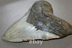 MEGALODON Fossil Giant Shark Teeth All Natural Large 6.02 HUGE BEAUTIFUL TOOTH