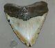 Megalodon Fossil Giant Shark Teeth All Natural Large 6.03 Huge Beautiful Tooth