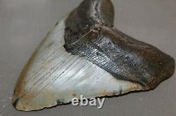 MEGALODON Fossil Giant Shark Teeth All Natural Large 6.03 HUGE BEAUTIFUL TOOTH