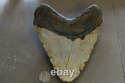 MEGALODON Fossil Giant Shark Teeth All Natural Large 6.03 HUGE BEAUTIFUL TOOTH