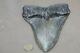 Megalodon Fossil Giant Shark Teeth All Natural Large 6.04 Huge Beautiful Tooth