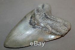 MEGALODON Fossil Giant Shark Teeth All Natural Large 6.04 HUGE BEAUTIFUL TOOTH