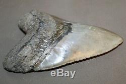 MEGALODON Fossil Giant Shark Teeth All Natural Large 6.04 HUGE BEAUTIFUL TOOTH