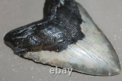 MEGALODON Fossil Giant Shark Teeth All Natural Large 6.05 HUGE BEAUTIFUL TOOTH