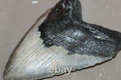 MEGALODON Fossil Giant Shark Teeth All Natural Large 6.05 HUGE BEAUTIFUL TOOTH