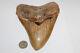 Megalodon Fossil Giant Shark Teeth All Natural Large 6.05 Huge Commercial Grade