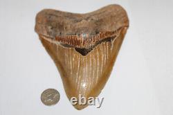 MEGALODON Fossil Giant Shark Teeth All Natural Large 6.05 HUGE COMMERCIAL GRADE