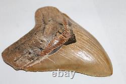 MEGALODON Fossil Giant Shark Teeth All Natural Large 6.05 HUGE COMMERCIAL GRADE