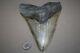 Megalodon Fossil Giant Shark Teeth All Natural Large 6.06 Huge Beautiful Tooth