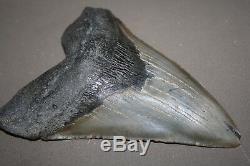 MEGALODON Fossil Giant Shark Teeth All Natural Large 6.06 HUGE BEAUTIFUL TOOTH