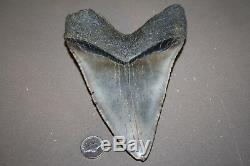 MEGALODON Fossil Giant Shark Teeth All Natural Large 6.06 HUGE BEAUTIFUL TOOTH