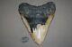 Megalodon Fossil Giant Shark Teeth All Natural Large 6.07 Huge Beautiful Tooth