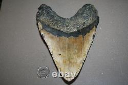 MEGALODON Fossil Giant Shark Teeth All Natural Large 6.07 HUGE BEAUTIFUL TOOTH