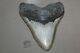 Megalodon Fossil Giant Shark Teeth All Natural Large 6.10 Huge Beautiful Tooth