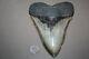 Megalodon Fossil Giant Shark Teeth All Natural Large 6.10 Huge Beautiful Tooth