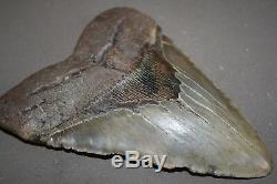 MEGALODON Fossil Giant Shark Teeth All Natural Large 6.10 HUGE BEAUTIFUL TOOTH