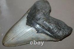 MEGALODON Fossil Giant Shark Teeth All Natural Large 6.10 HUGE BEAUTIFUL TOOTH