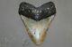 Megalodon Fossil Giant Shark Teeth All Natural Large 6.11 Huge Beautiful Tooth