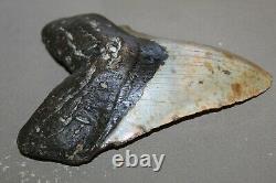 MEGALODON Fossil Giant Shark Teeth All Natural Large 6.11 HUGE BEAUTIFUL TOOTH