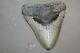 Megalodon Fossil Giant Shark Teeth All Natural Large 6.13 Huge Beautiful Tooth