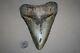 Megalodon Fossil Giant Shark Teeth All Natural Large 6.13 Huge Beautiful Tooth