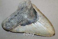 MEGALODON Fossil Giant Shark Teeth All Natural Large 6.13 HUGE BEAUTIFUL TOOTH