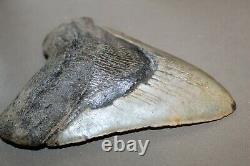 MEGALODON Fossil Giant Shark Teeth All Natural Large 6.13 HUGE BEAUTIFUL TOOTH