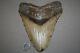 Megalodon Fossil Giant Shark Teeth All Natural Large 6.17 Huge Beautiful Tooth