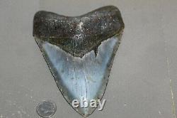 MEGALODON Fossil Giant Shark Teeth All Natural Large 6.17 HUGE BEAUTIFUL TOOTH