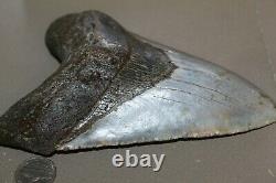 MEGALODON Fossil Giant Shark Teeth All Natural Large 6.17 HUGE BEAUTIFUL TOOTH