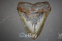 MEGALODON Fossil Giant Shark Teeth All Natural Large 6.20 HUGE BEAUTIFUL TOOTH