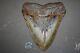Megalodon Fossil Giant Shark Teeth All Natural Large 6.20 Huge Beautiful Tooth