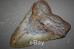MEGALODON Fossil Giant Shark Teeth All Natural Large 6.20 HUGE BEAUTIFUL TOOTH