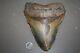Megalodon Fossil Giant Shark Teeth All Natural Large 6.21 Huge Beautiful Tooth