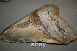 MEGALODON Fossil Giant Shark Teeth All Natural Large 6.21 HUGE BEAUTIFUL TOOTH