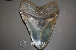 MEGALODON Fossil Giant Shark Teeth All Natural Large 6.21 HUGE BEAUTIFUL TOOTH
