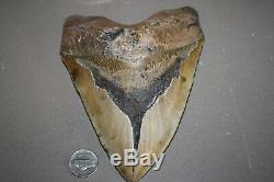 MEGALODON Fossil Giant Shark Teeth All Natural Large 6.22 HUGE BEAUTIFUL TOOTH